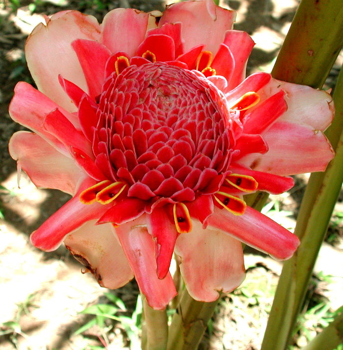 All Flowers Are In The Ginger Family Zingiberaceae Perhaps You Eat A Lot Of Gingers But Never Have Seen It Flower Me Neither I Donot Have A Pic Of The Edible Ginger Flowering Photo Taken In A Eœa A Aˆza Ae A Copyrighted By Waspking Personal Use